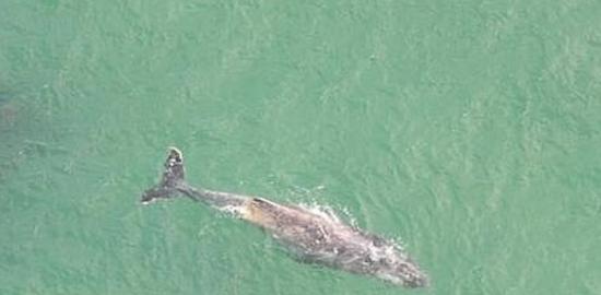 澳洲一条大白鲨追逐鲸鱼导致海滩关闭