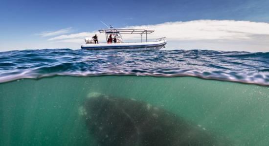 令人赞叹的南露脊鲸照片