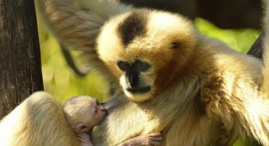 白颊长臂猿幼崽抱着母亲