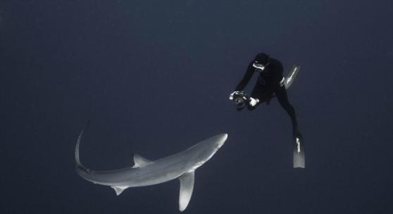 大白鲨与2人同游，仿如共舞。