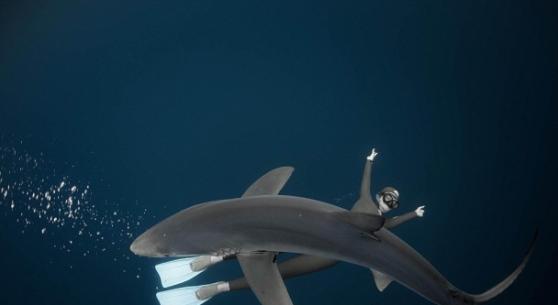 潜水员与大白鲨看似甚具默契