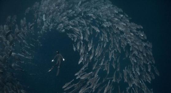 成千上万的鱼围着潜水员畅泳，场面壮观。