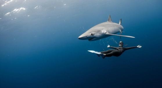 鲁博及瓦耶事后表示，鲨鱼大多是害羞及好奇。