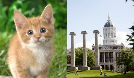 美国密苏里大学(右图)研究员期望，从猫身上找出对抗糖尿病、哮喘等疾病的线索。