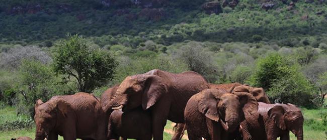 津巴布韦大象踩死德国女游客