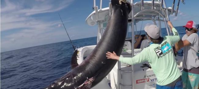 美国佛罗里达州渔船船长分享捕获340公斤重剑鱼的视频