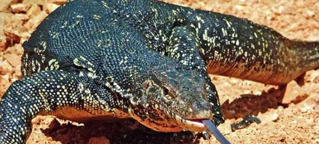 印度人相信吃保育类蜥蜴“巨蜥”的生殖器官能壮阳 导致它们大量被捕杀