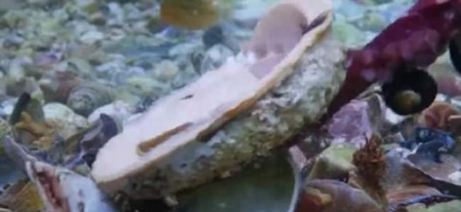 英国广播公司纪录片捕捉到宝贵一幕：八爪鱼装成贝壳成功骗过鲨鱼