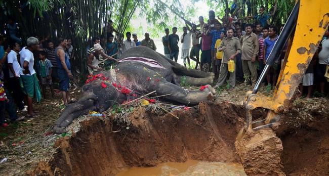 印度大象觅食触高压电丧命 百位村民送上鲜花