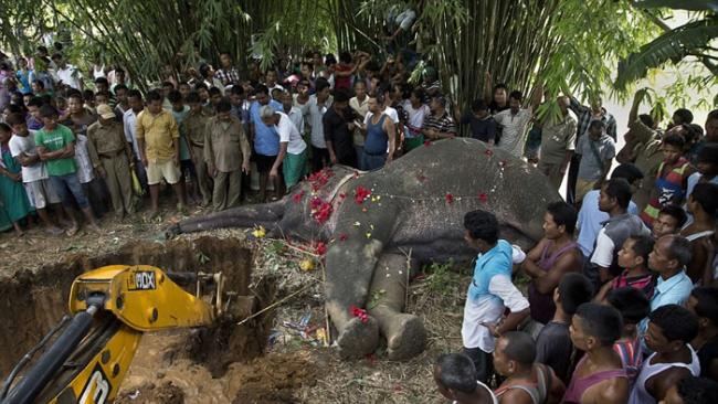 印度大象觅食触高压电丧命 百位村民送上鲜花