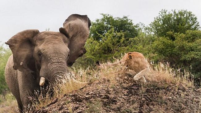 南非动物园发情的巨型大象吓跑母狮子