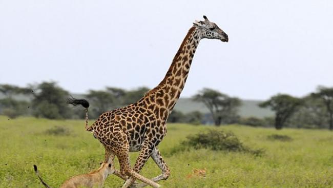 长腿的优势 坦桑尼亚塞伦盖提国家公园长颈鹿拔足逃离狮子魔爪