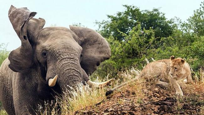 南非动物园发情的巨型大象吓跑母狮子