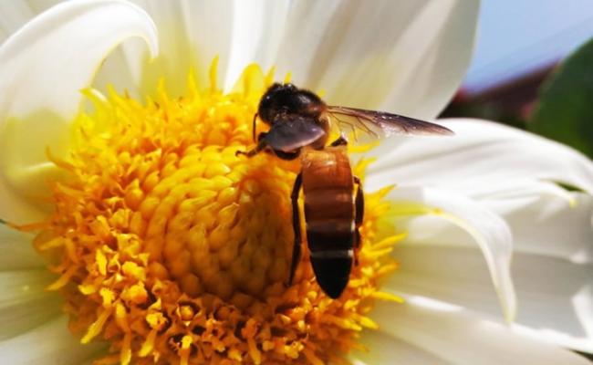 研究指蜜蜂也能理解“零”这种抽象概念。