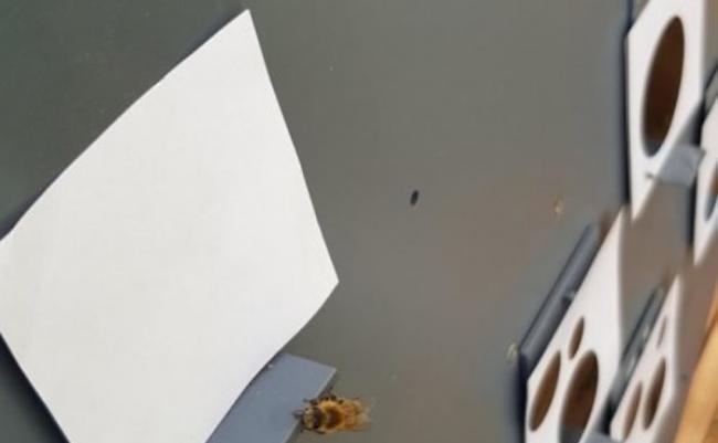 研究人员以点上黑点的纸张和食物奖赏训练蜜蜂。