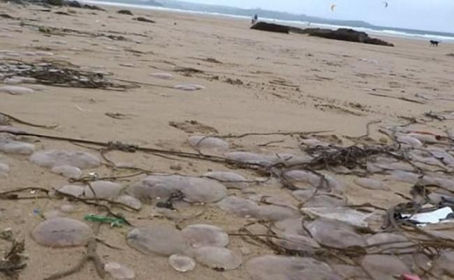 整个海滩满是水母尸体。