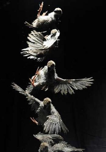 一个出生九天的石鸡鹧鸪幼鸟，在跌落过程中通过翅膀非对称的拍动和盘旋保持姿态的平稳。照片由丹尼斯•伊万格丽斯塔提供。