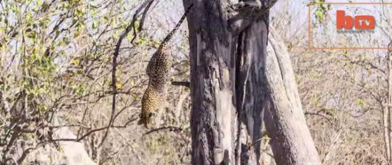 美国观光客在非洲波札那拍到花豹从树上空袭捕食羚羊的画面