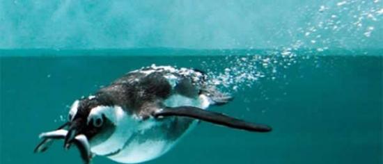 研究人员发现部分企鹅的味觉感受器在进化过程中已经失去功能