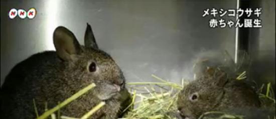 日本名古屋市的东山动物园成功诞下一只珍稀的墨西哥兔