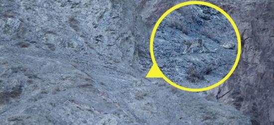 本月初网络版《每日邮报》刊登的这张照片显示，另一只雪豹在喜马拉雅山麓上潜行追踪猎物。