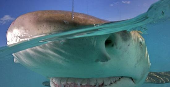加勒比海的英属维京群岛潜水遇见微笑的柠檬鲨