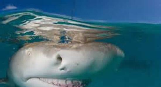 加勒比海的英属维京群岛潜水遇见微笑的柠檬鲨