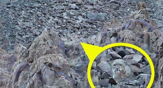 一开始，这只雪豹从岩石后面探出头来，凝视着下面的岩羊。