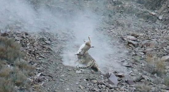 雪豹用利齿咬住岩羊，然后把它拖下山腰。