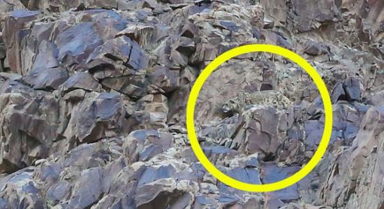 这张照片展示了这只动物伪装在岩石中的高超本领。
