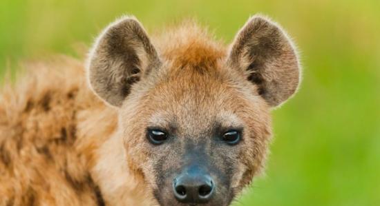 肯尼亚马赛马拉国家公园内的斑点鬣狗。摄影：法兰斯・蓝汀（Frans Lanting）, Corbis.