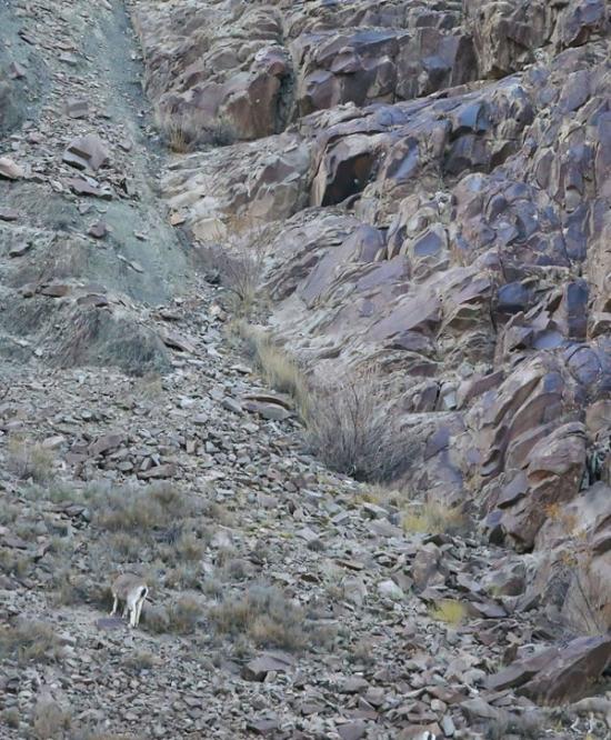 这只大型猫科动物在喜马拉雅山麓缓慢逼近两头岩羊时，你很难发现它的踪迹。