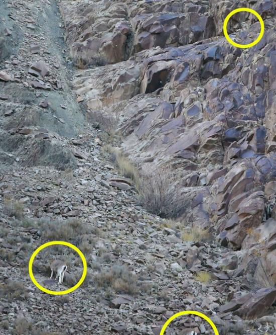 黄色圆圈展示了这个捕食者和山腰岩石完美融合一起的情景。位于它下方的猎物在安心吃草，根本没发现危险就在眼前。