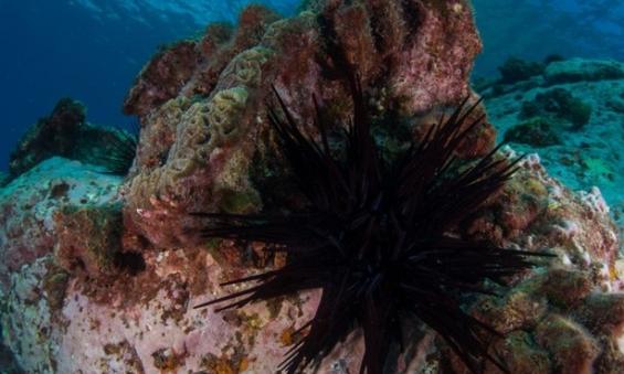 研究指澳洲东南海岸海胆泛滥，危及沿海的海藻林。