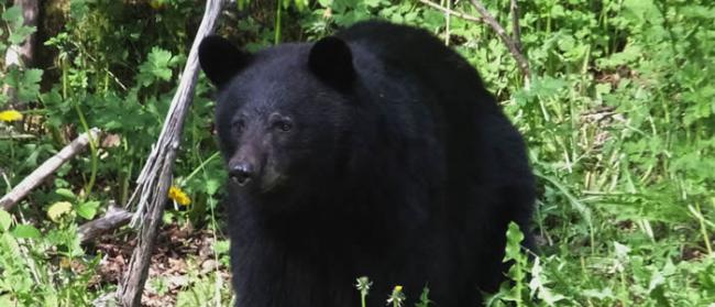 美国北卡罗来纳州在森林迷路的三岁男孩称黑熊救了他