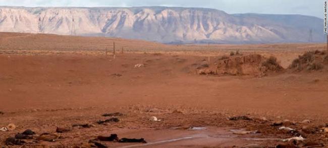 美国亚利桑那州纳瓦荷族印第安文明保留区发现191匹野马尸体