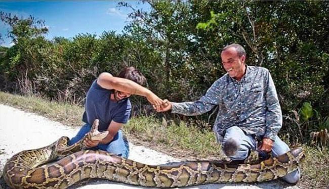 美国佛罗里达州两名“蛇王”成功捕捉4.6米长、65公斤重的缅甸巨蟒