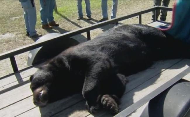 上周六一天内已有约200头黑熊被猎杀