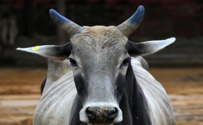 牛在印度文化中是神圣动物。（资料图片）