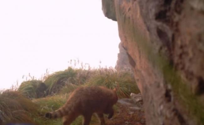 红外线摄录机拍到荒漠猫出没的画面，是当地首次出现该物种。