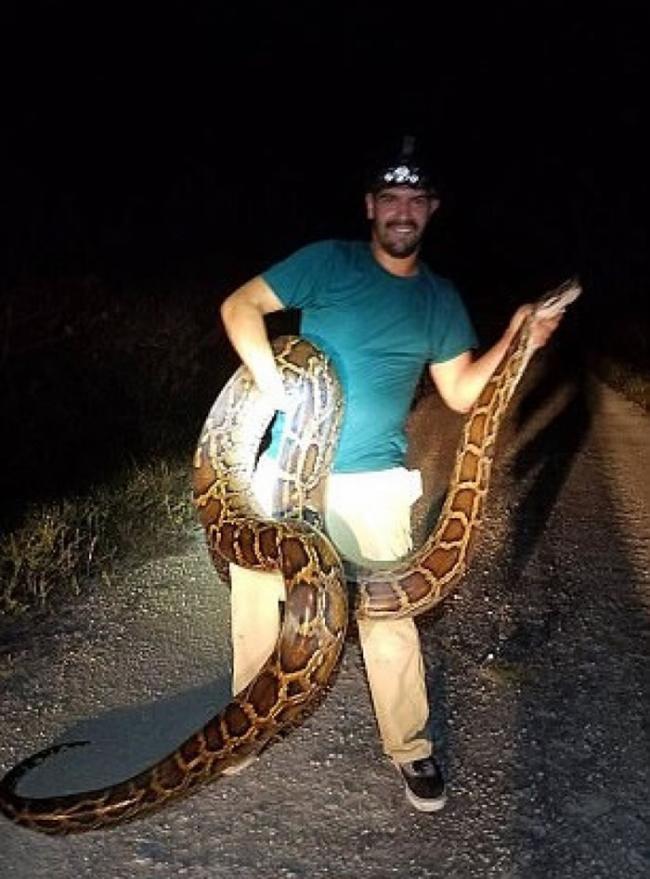 美国佛罗里达州两名“蛇王”成功捕捉4.6米长、65公斤重的缅甸巨蟒