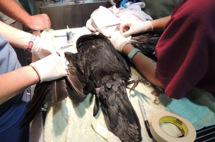一只受伤的乌鸦进行罕见的“羽毛移植”