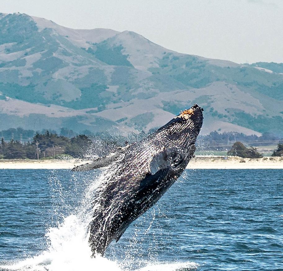 座头鲸跃出水面向低空飞过的小鸟挥手