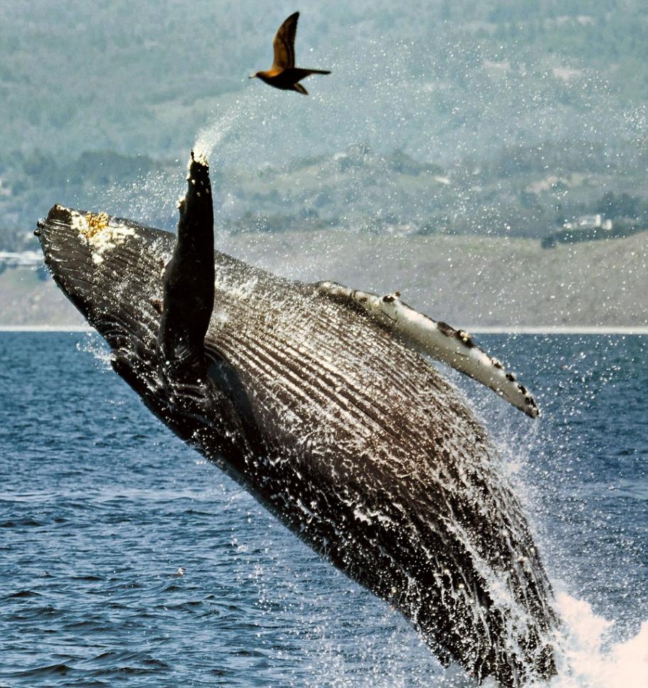 座头鲸跃出水面向低空飞过的小鸟挥手