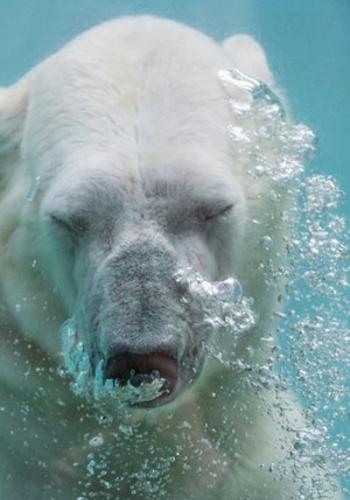 北极熊憋气时间再怎么长、潜水技术再怎么增进，仍然应付不了海冰消融和家园被破坏的速度。