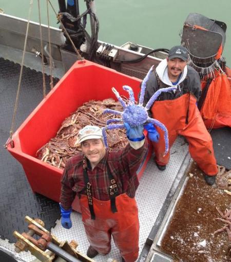 美国阿拉斯加渔民捕获罕见蓝色帝王蟹 或是基因突变所致