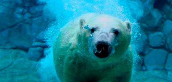 北极熊憋气时间增加，反映出食物短缺、生存考验及环境破坏问题。