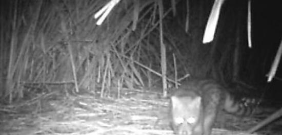 红外线自动相机拍摄到的麝香猫，在大农大富森林园区的高芒草环境中。