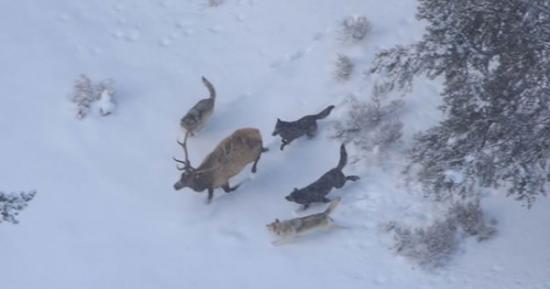 由于灰狼的回归，美国黄石公园的麋鹿群正在缩小。
