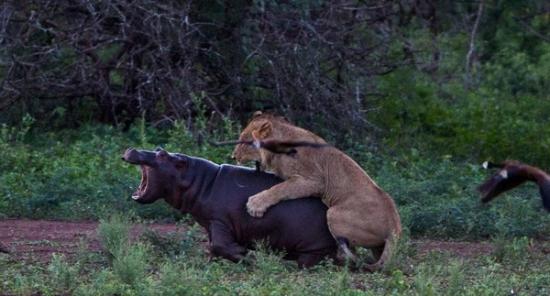 小河马遭母狮攻击，痛得哇哇大叫。